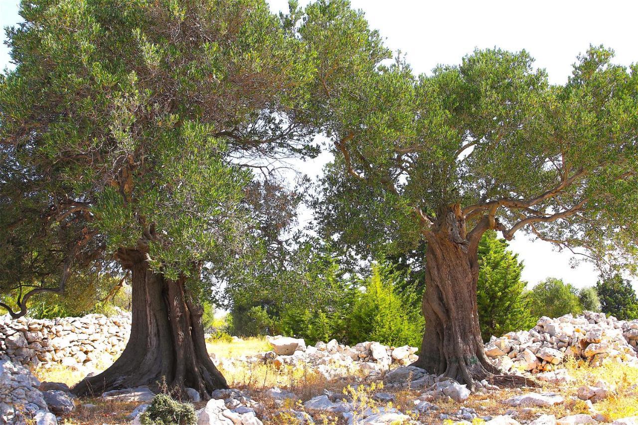 Villa Luka Pag Town Dış mekan fotoğraf